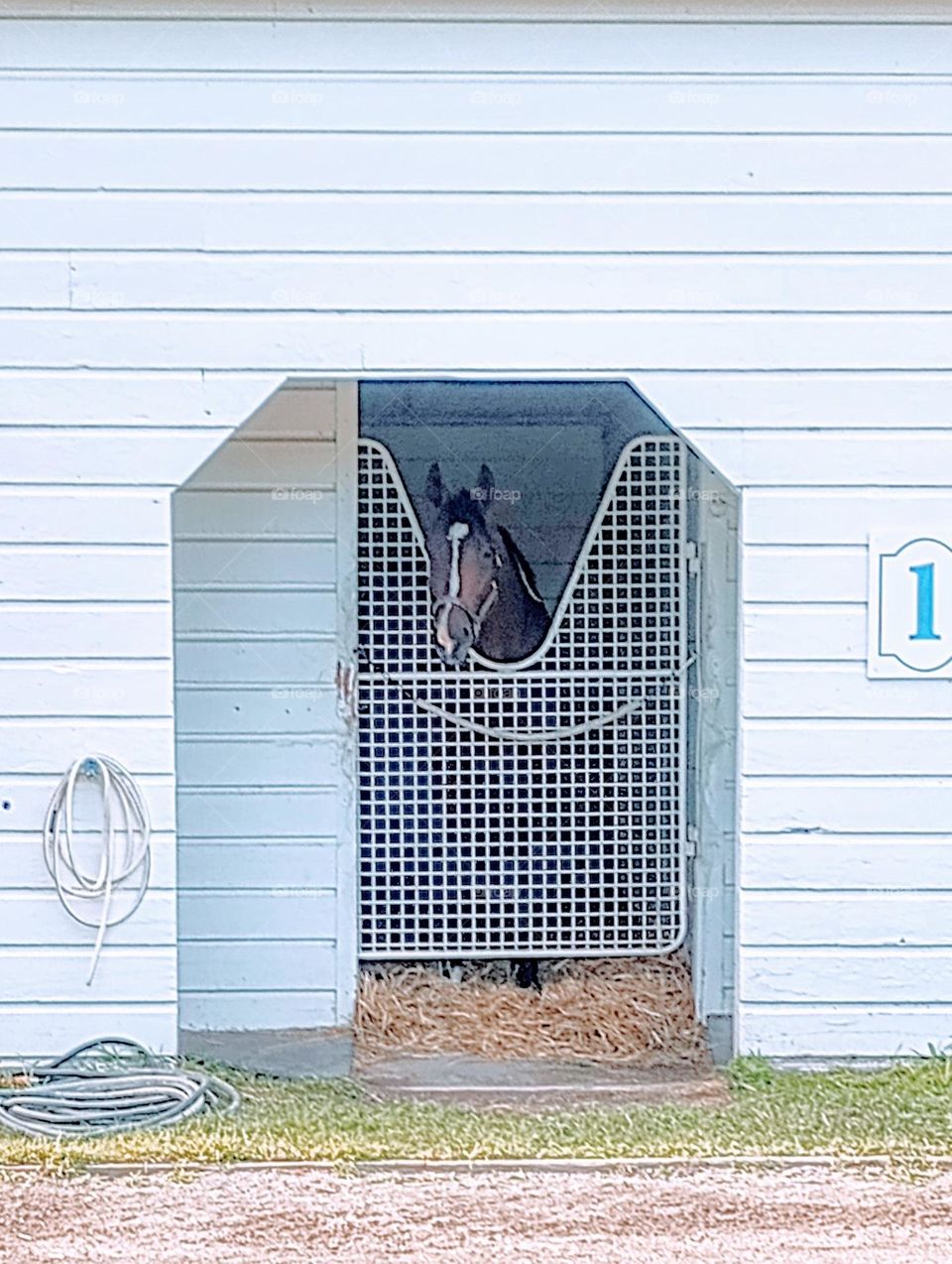 Horse in Stall