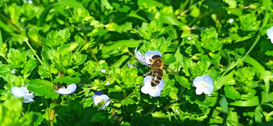 Working day of the bee.