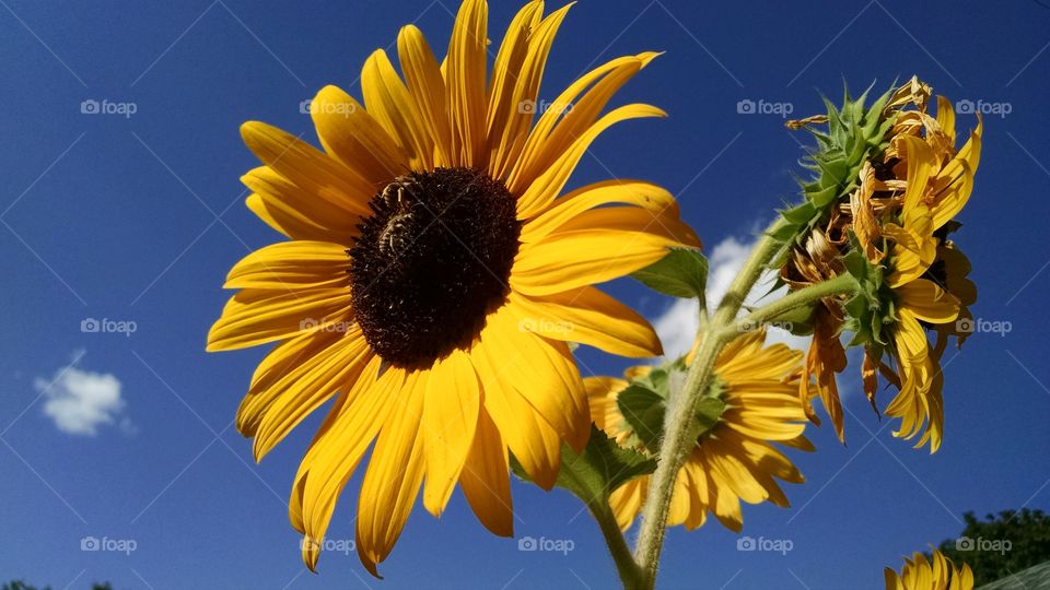 Bees pollinating on sunflower