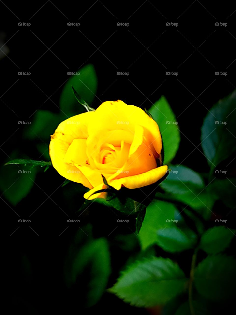 portrait of a plant yellow rose plant