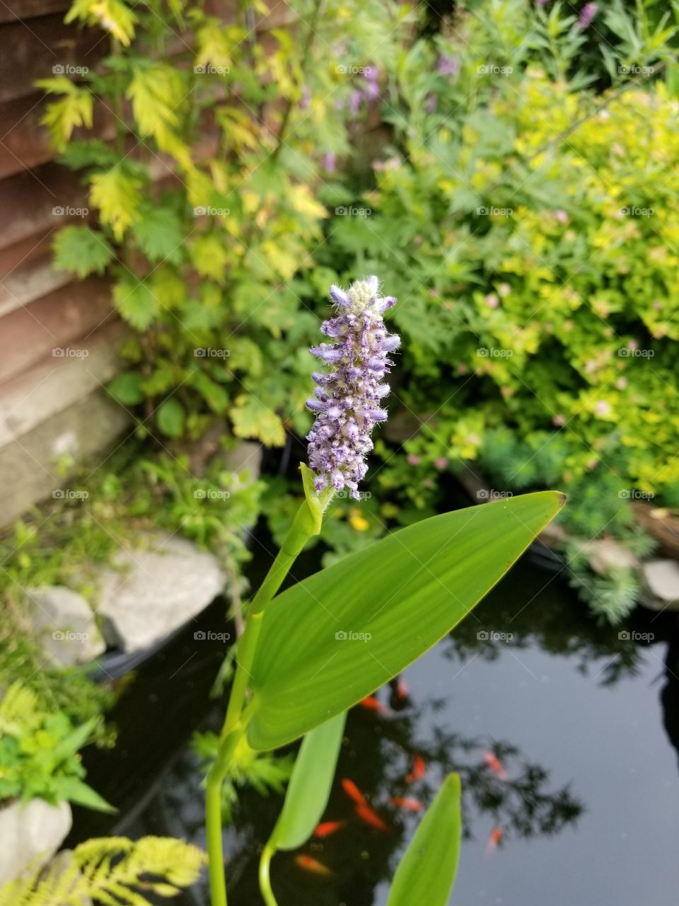 pond fleur