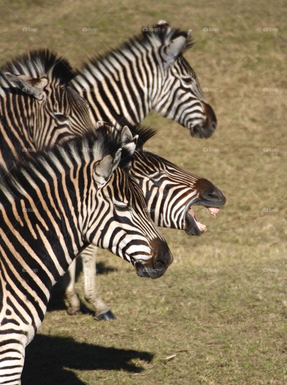 Zebra 