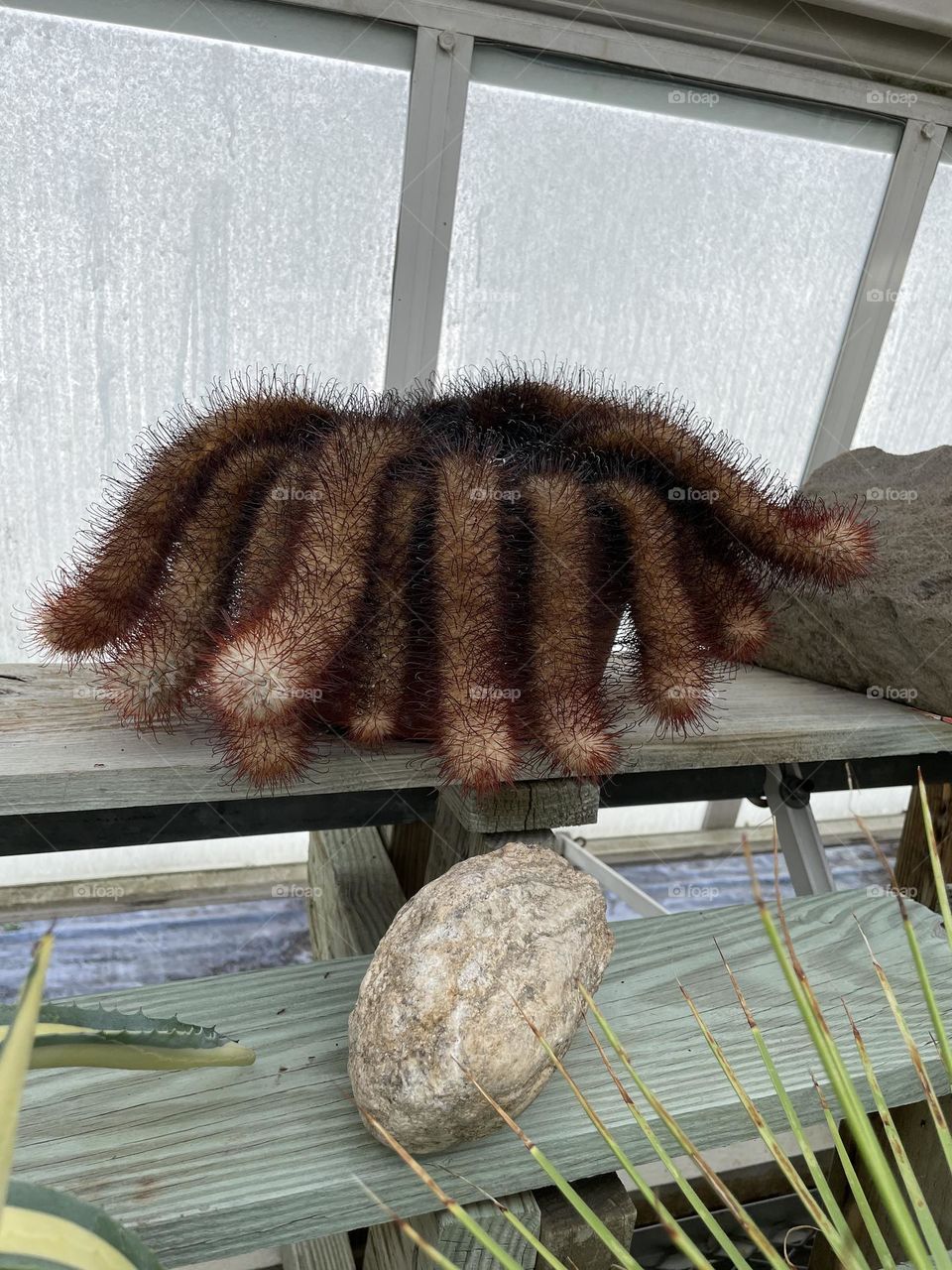 Creepy cactus with fingers