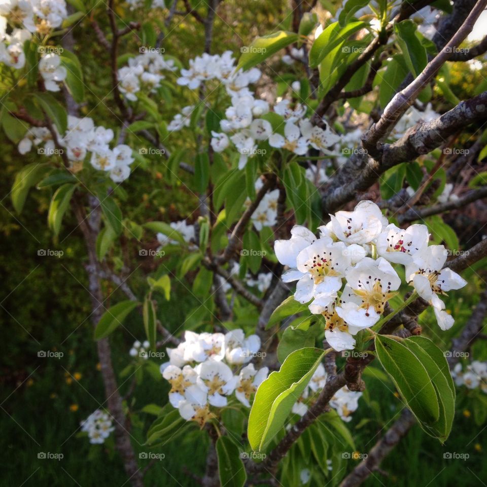 Pear tree blossoms . White flower blossoms on a pear tree