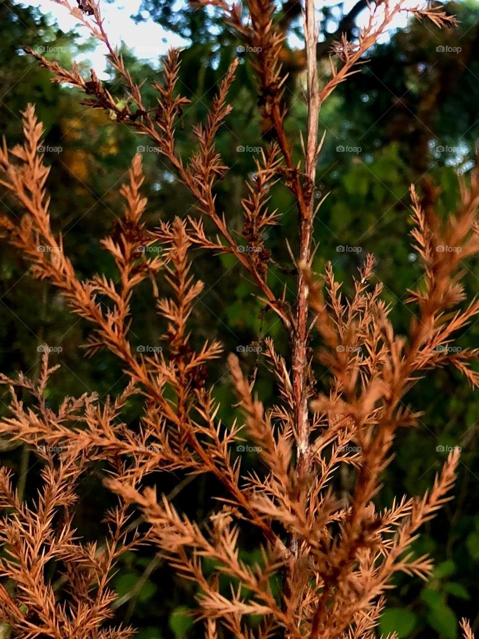 A small tree that has died in the heat from the Texas sun. Closeup of the saturated branches after some rain 🤎