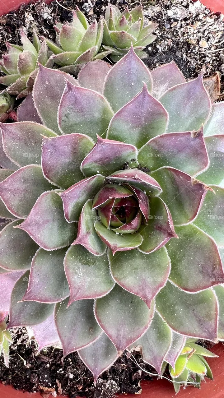 Plant