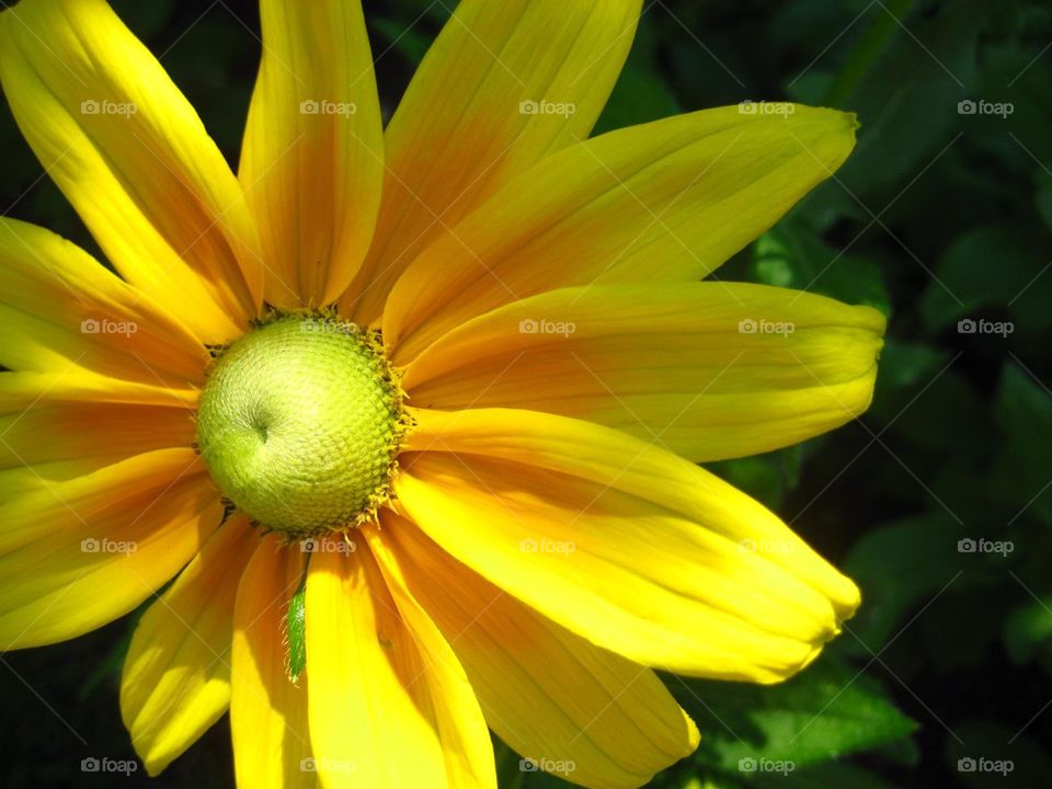 Yellow Flower :)