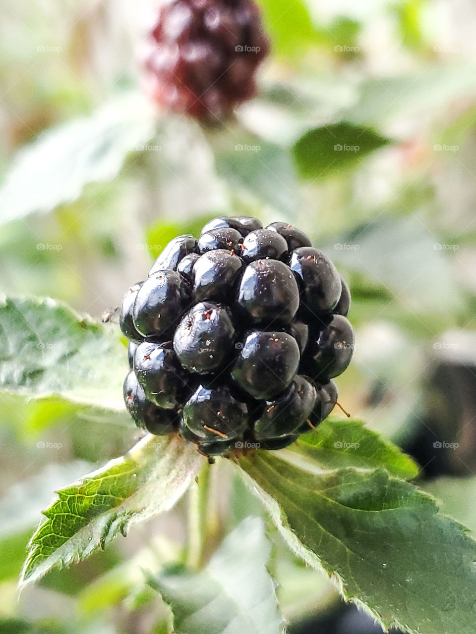 Ripe blackberry ready for harvest