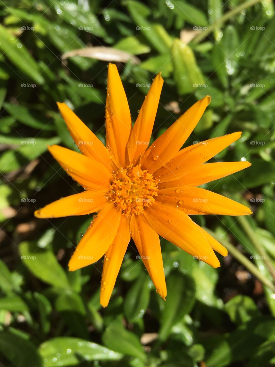 Beautiful orange tropical flower