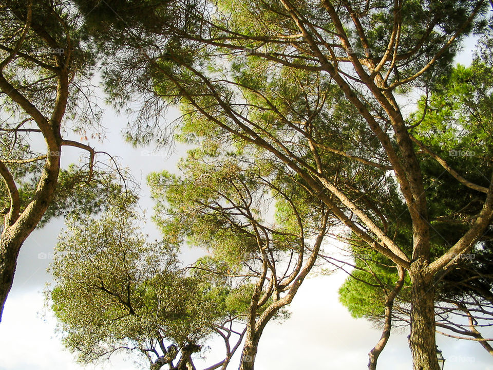 Tree shapes