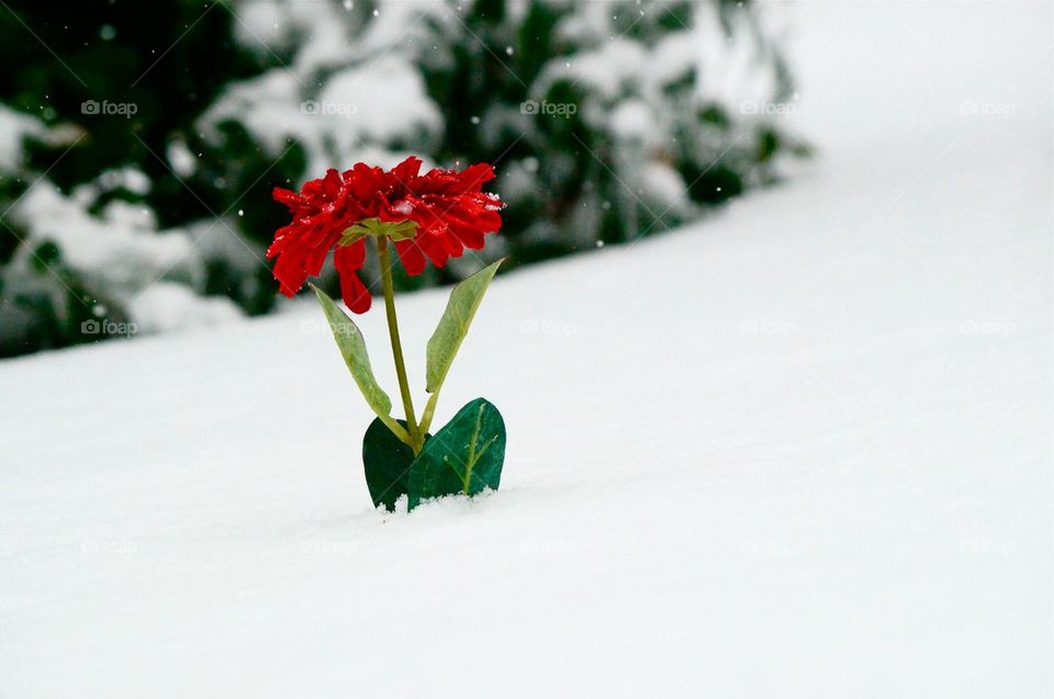 View of red flower in winter day