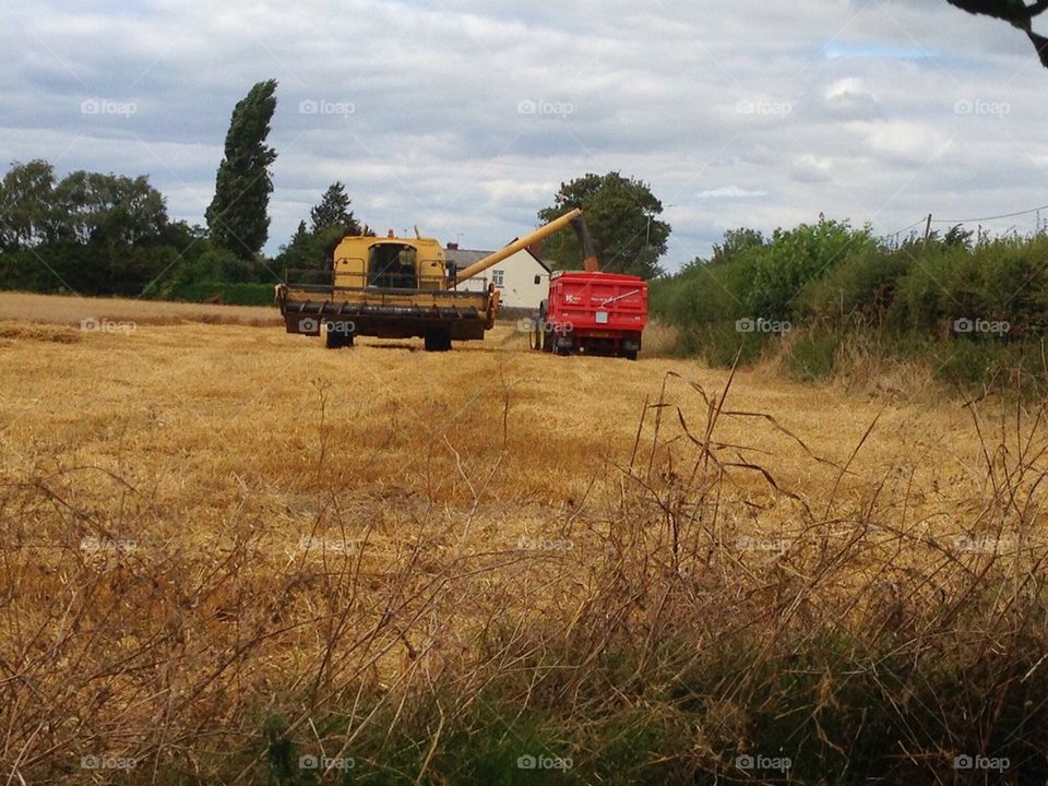 Farmer harvesting crops