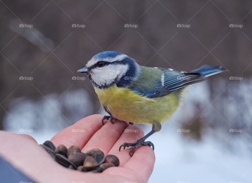 Small bird on hand 