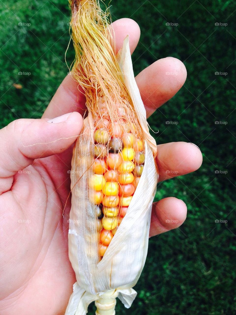 Baby corn