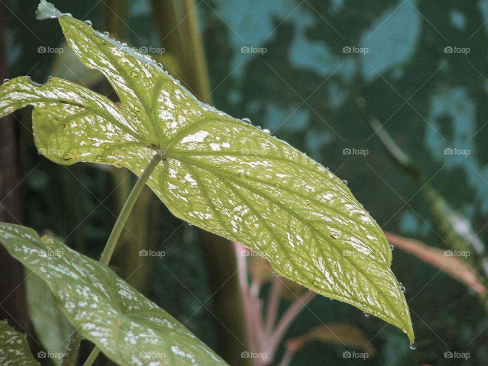 Close-up of wet, shiny leaves, apparently after rain, on a blurred background