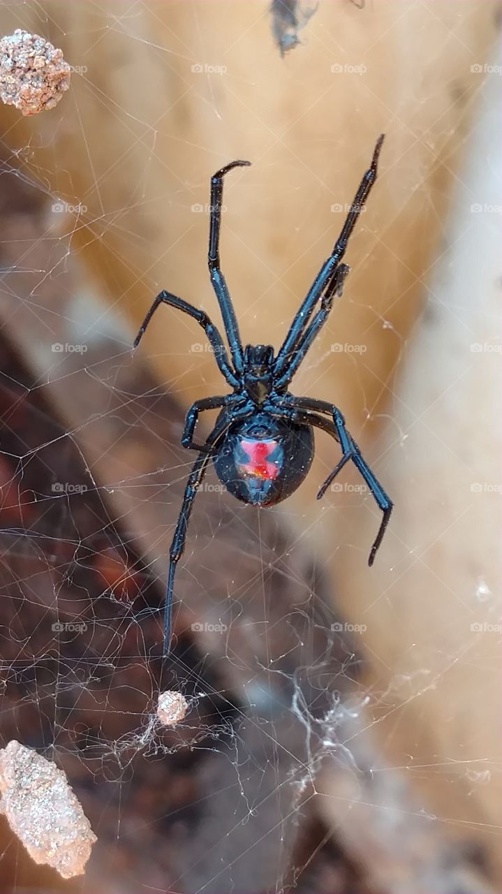 spider