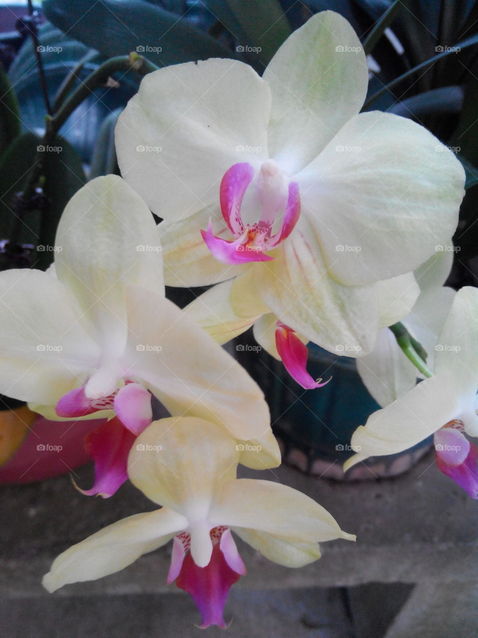Flower, Tropical, Orchids, Flora, Exotic