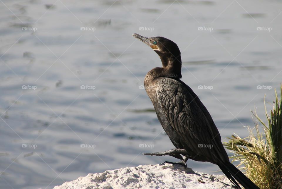 Cormorant on a Rock