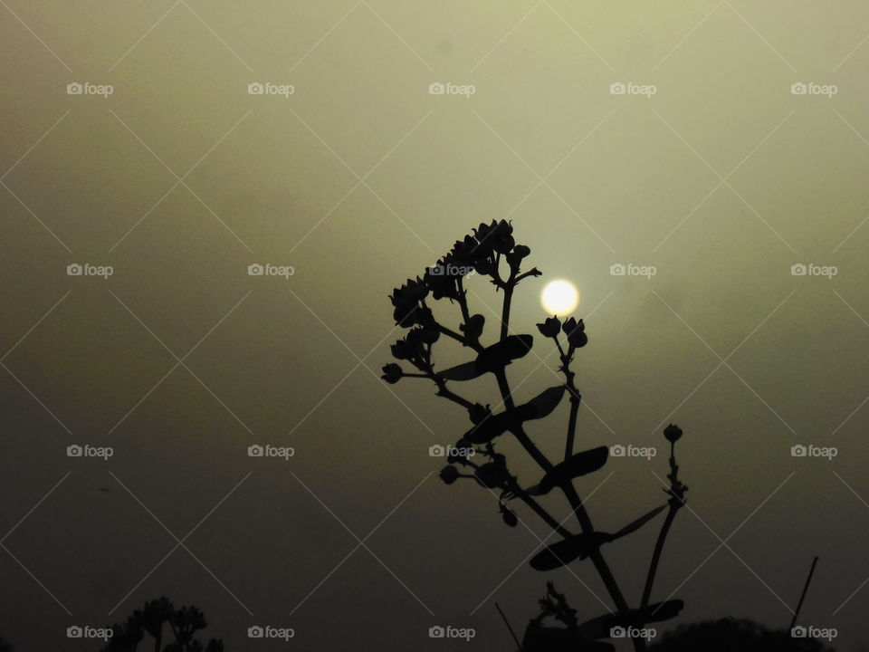 sunset with shadow plant