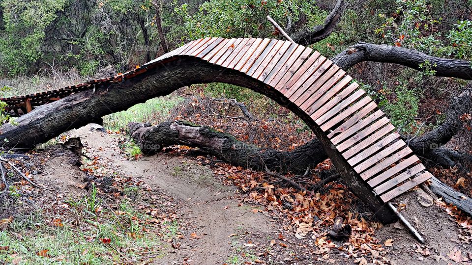 Homemade Mountain Bike Ramp Built On An Old Fallen Oak Tree Over A Mountain Trail