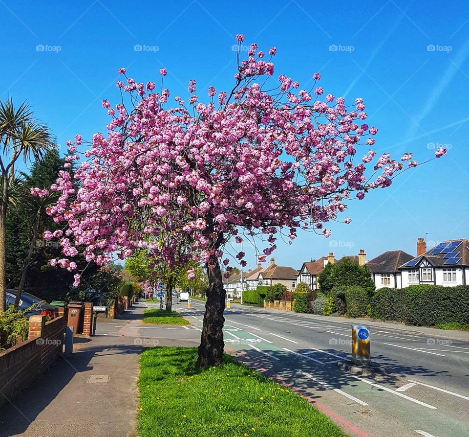 Cherry Blossom tree. London, UK...