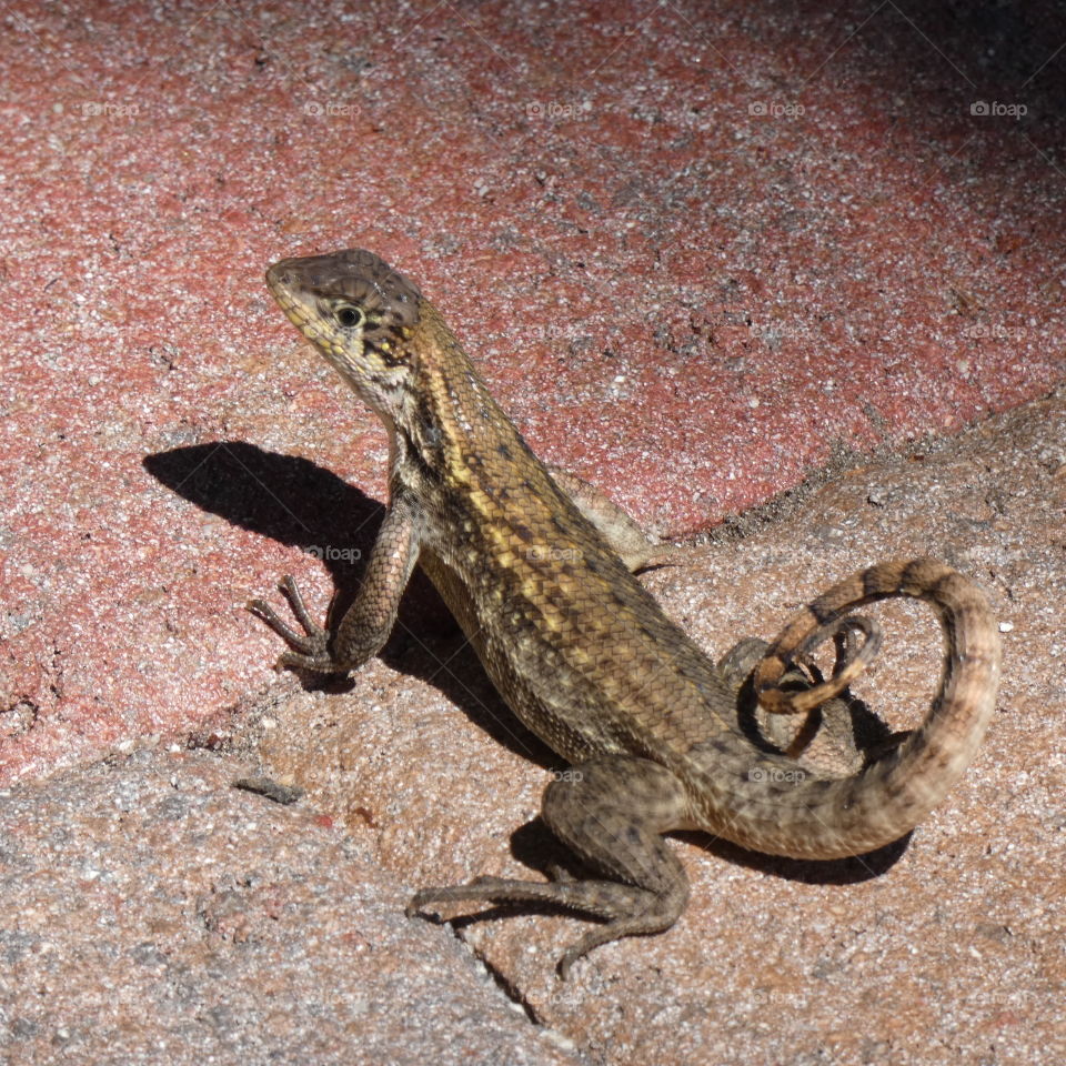 curly tail lizard basking