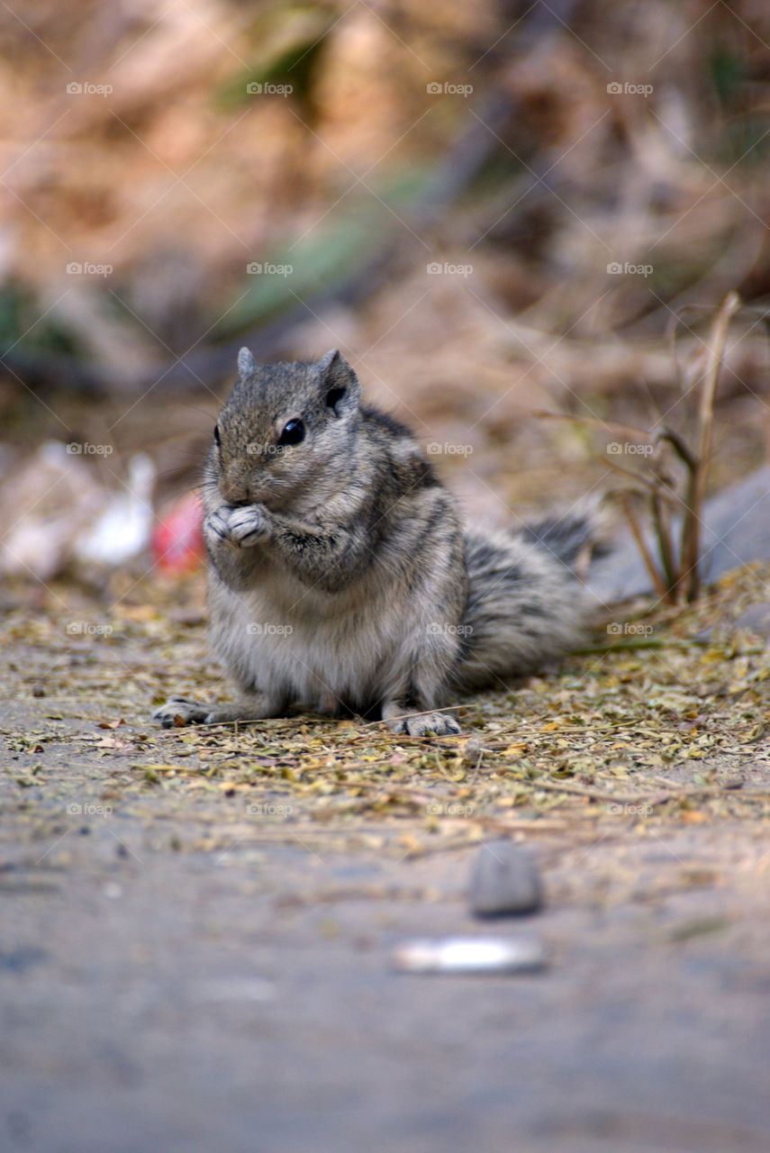 Little squirrel having his food with two hands.