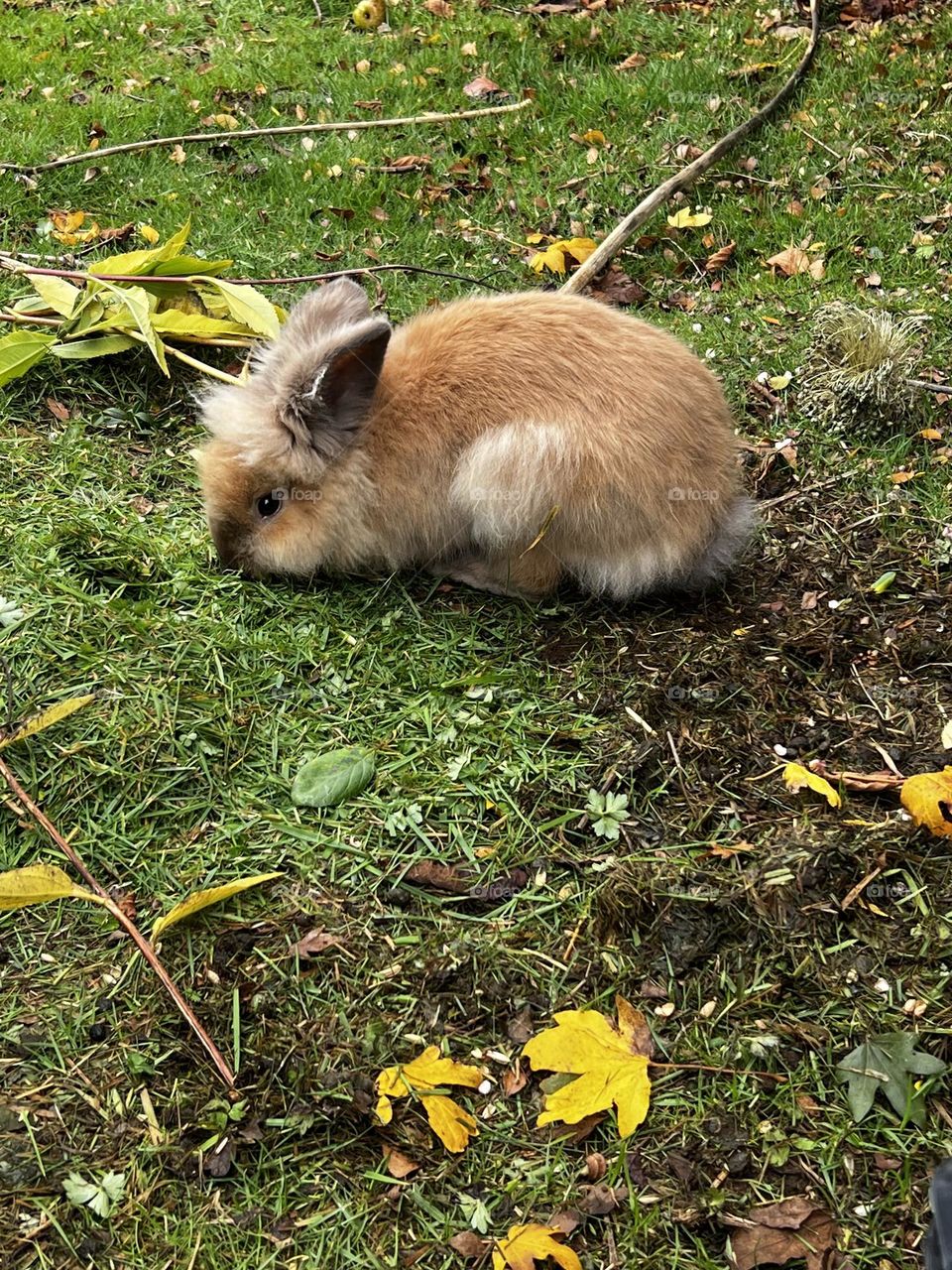 Little bunny in the garden