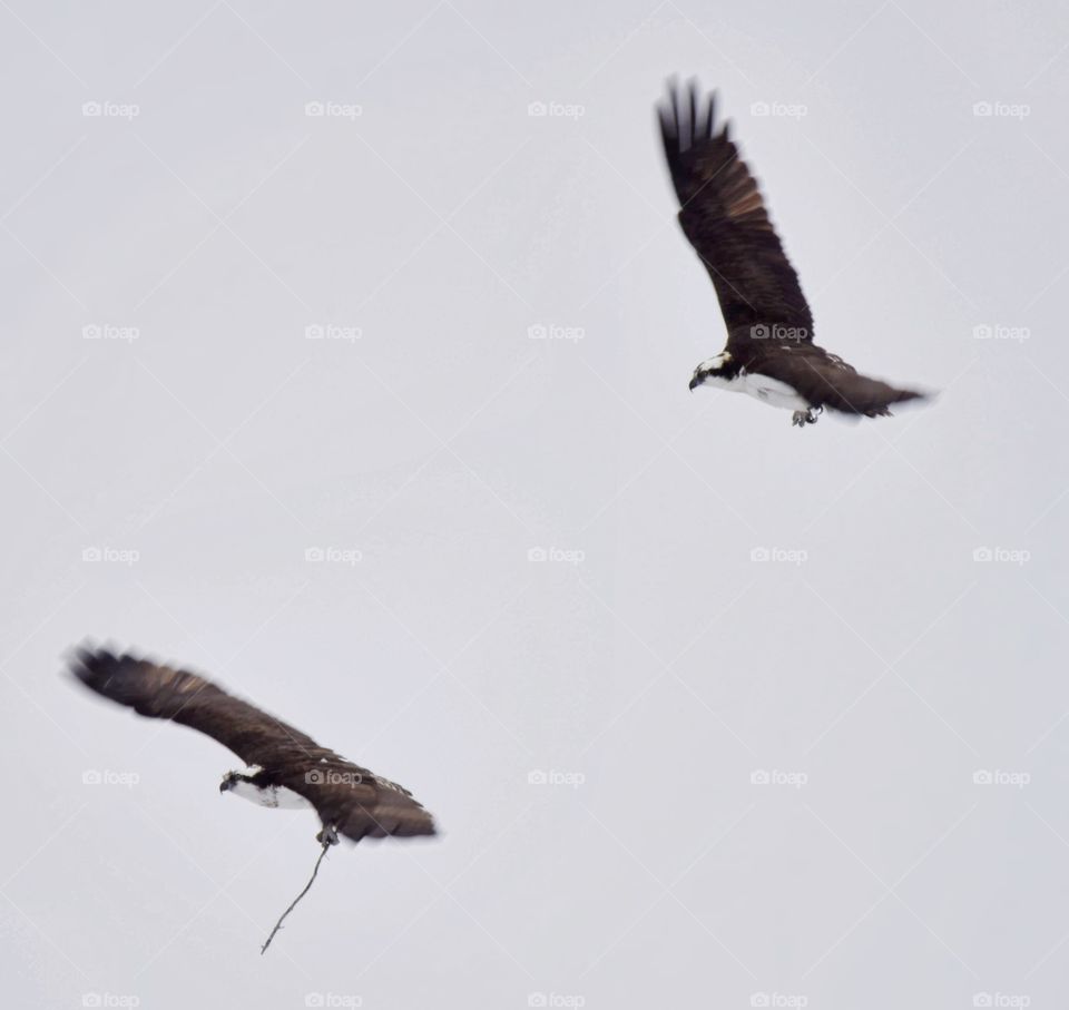 Osprey pair during nesting season working on their nest while flying with sticks. Snowy day.