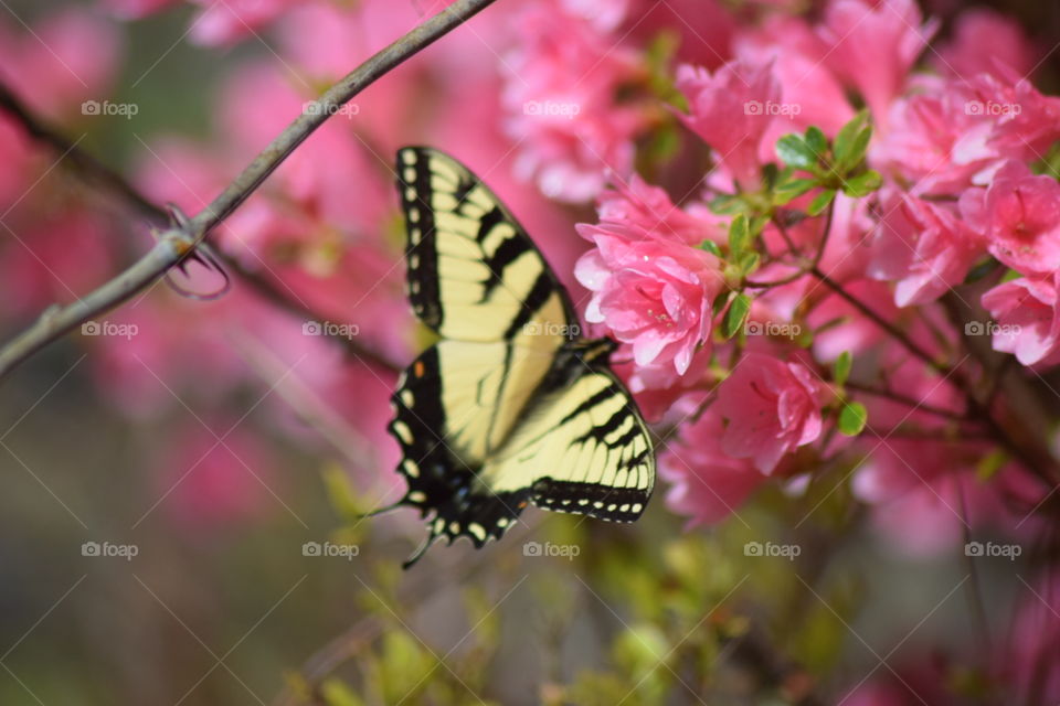 butterfly on azalea bloom