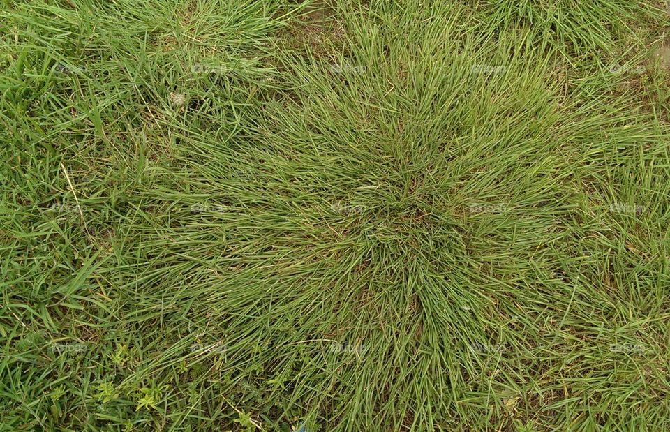 Circle Grass