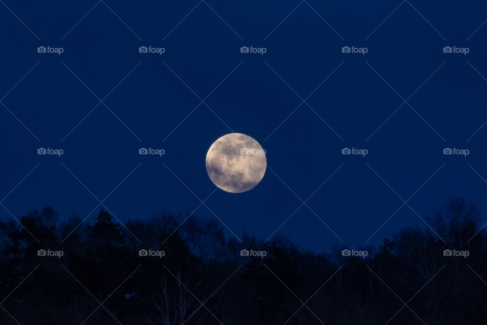 Beautiful full moon rises above the tree tops 