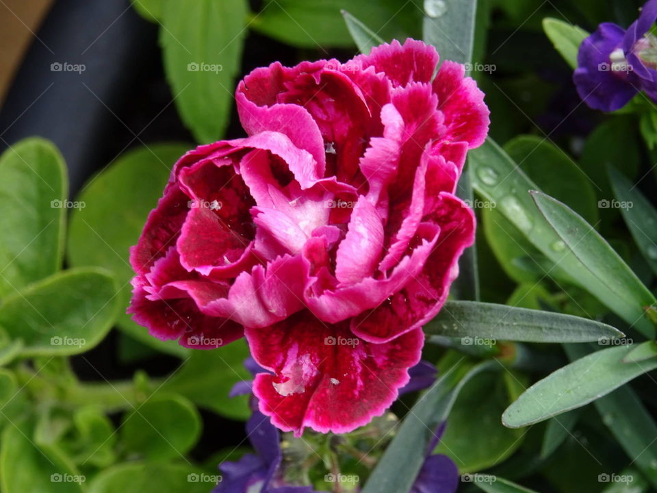 Pink carnation