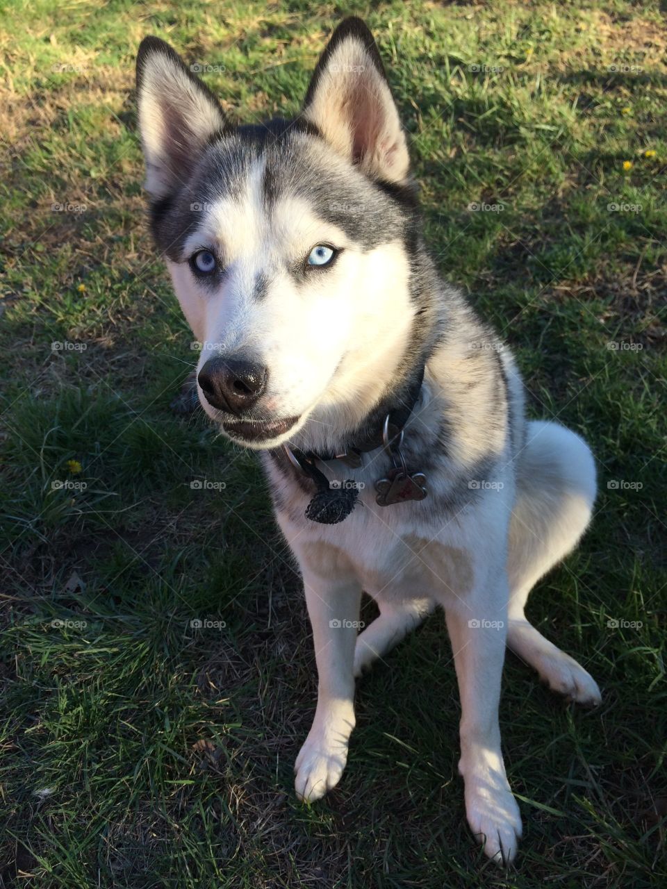 Incredible husky dogs