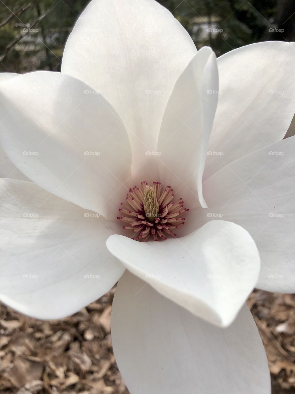 Magnolia blossom 