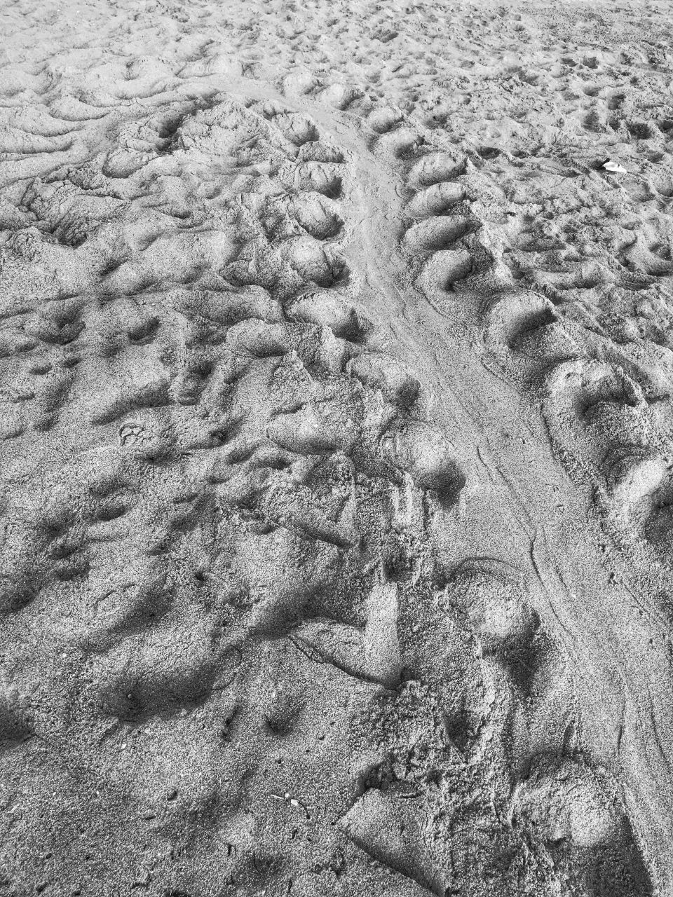 Close-up of sea turtle tracks