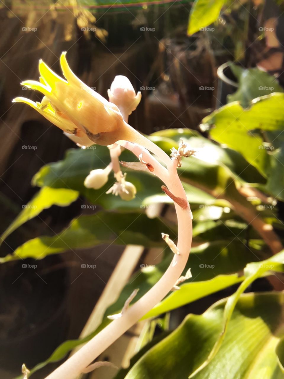 sunlit yellow  flower of budding aeonium in  conservatory