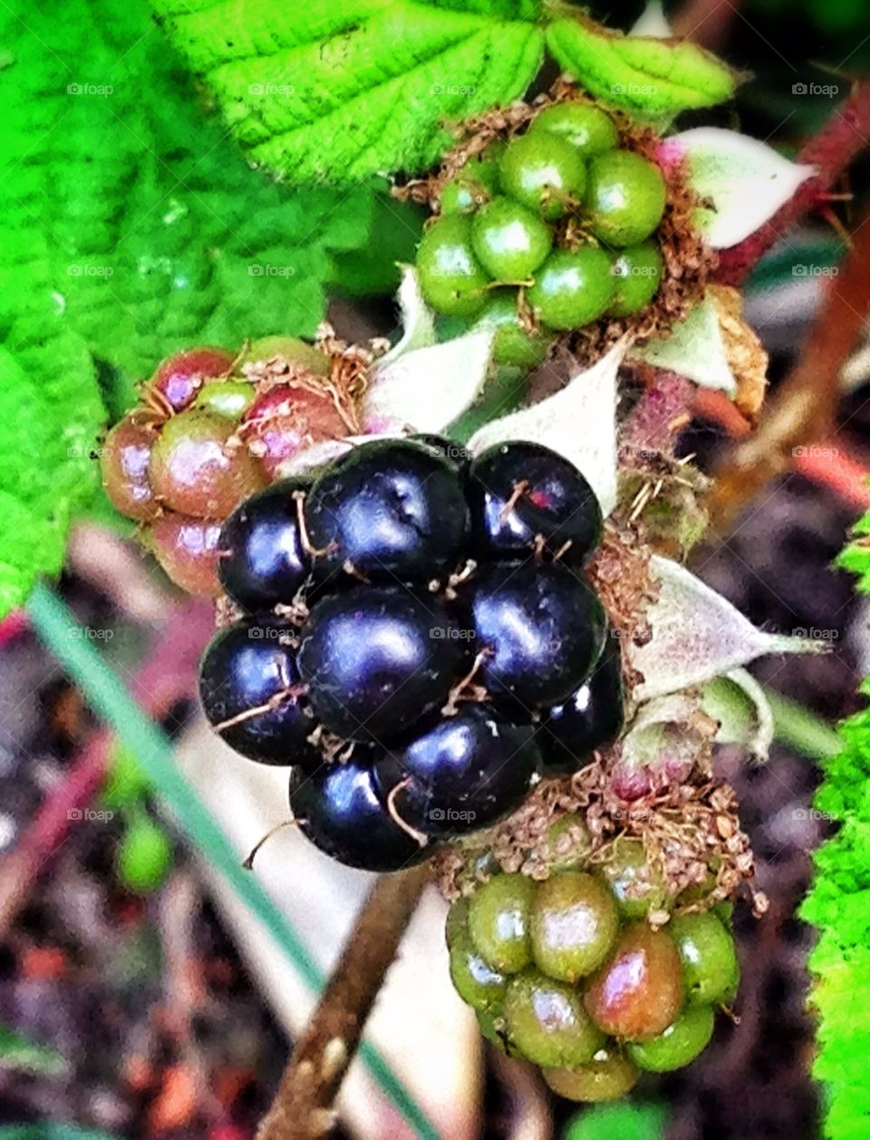 Garden blackberry discovery!