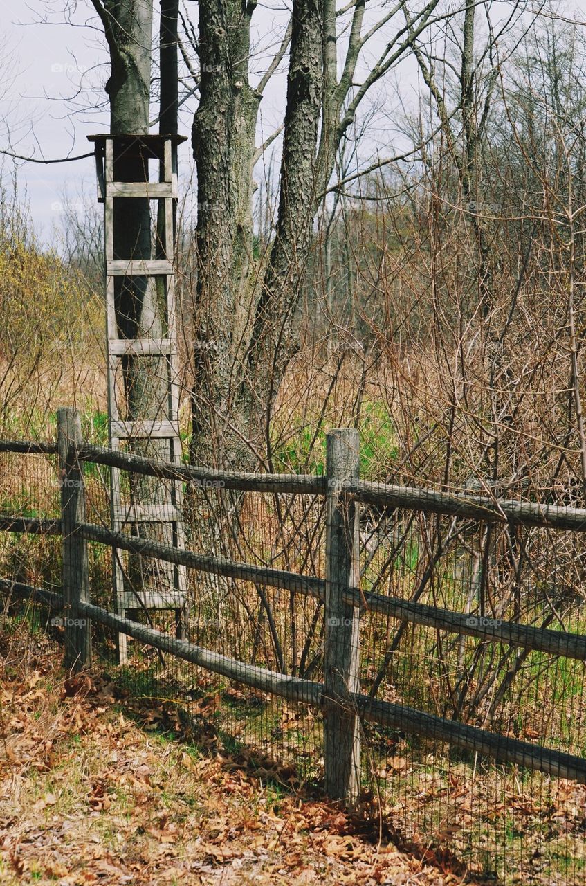 Tree Stand