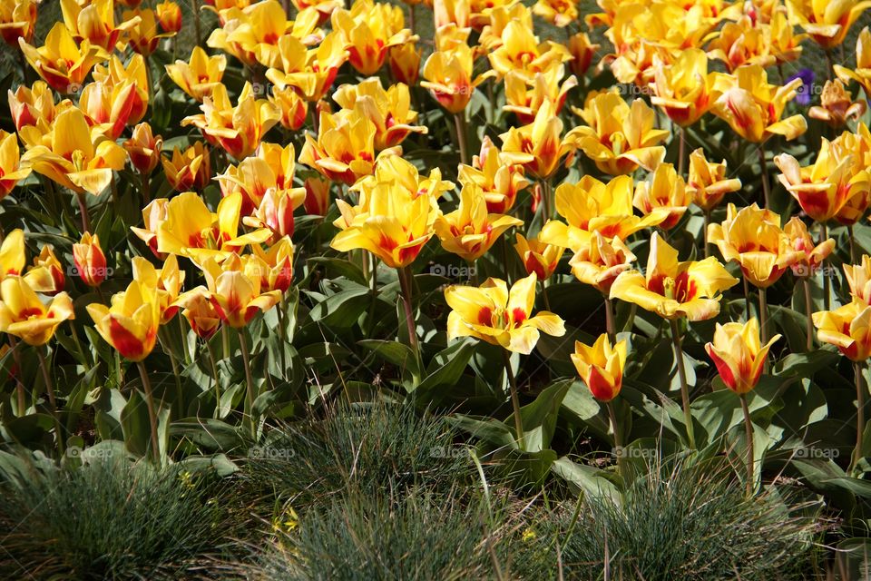 Yellow tulips . Yellow tulips 