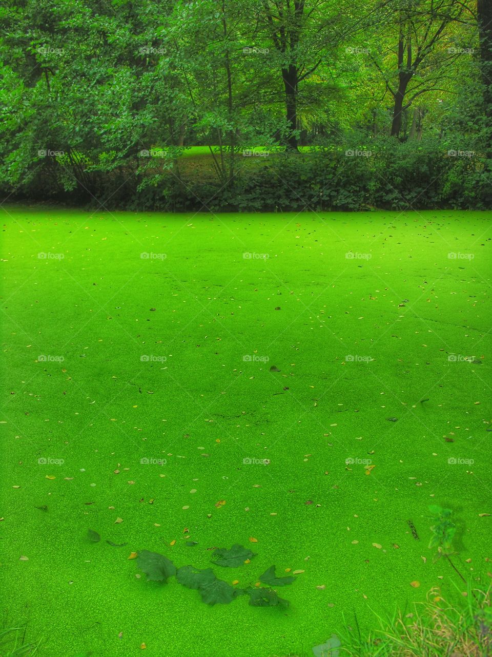 algae pond
