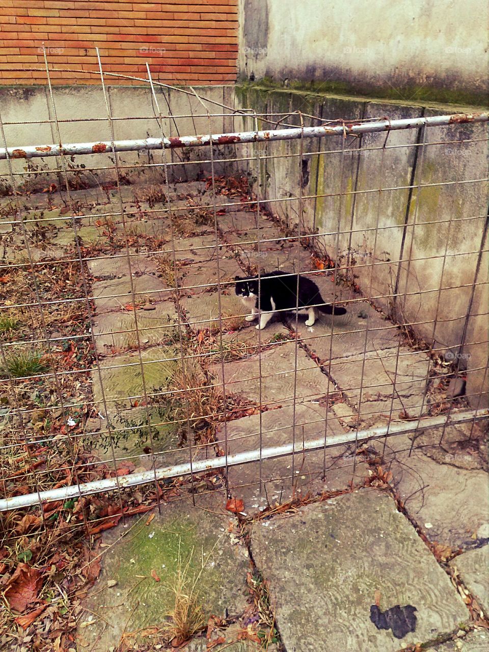 Black and white cat looking