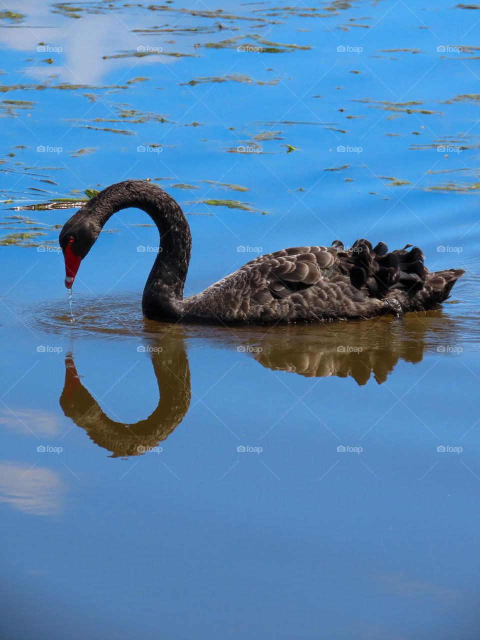 Swan reflection