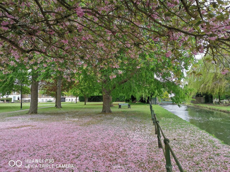 Blossom Field, British Springtime, Broxbourne 2019