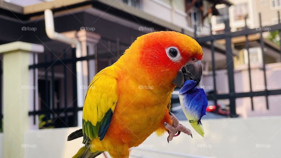 Street photography parrots