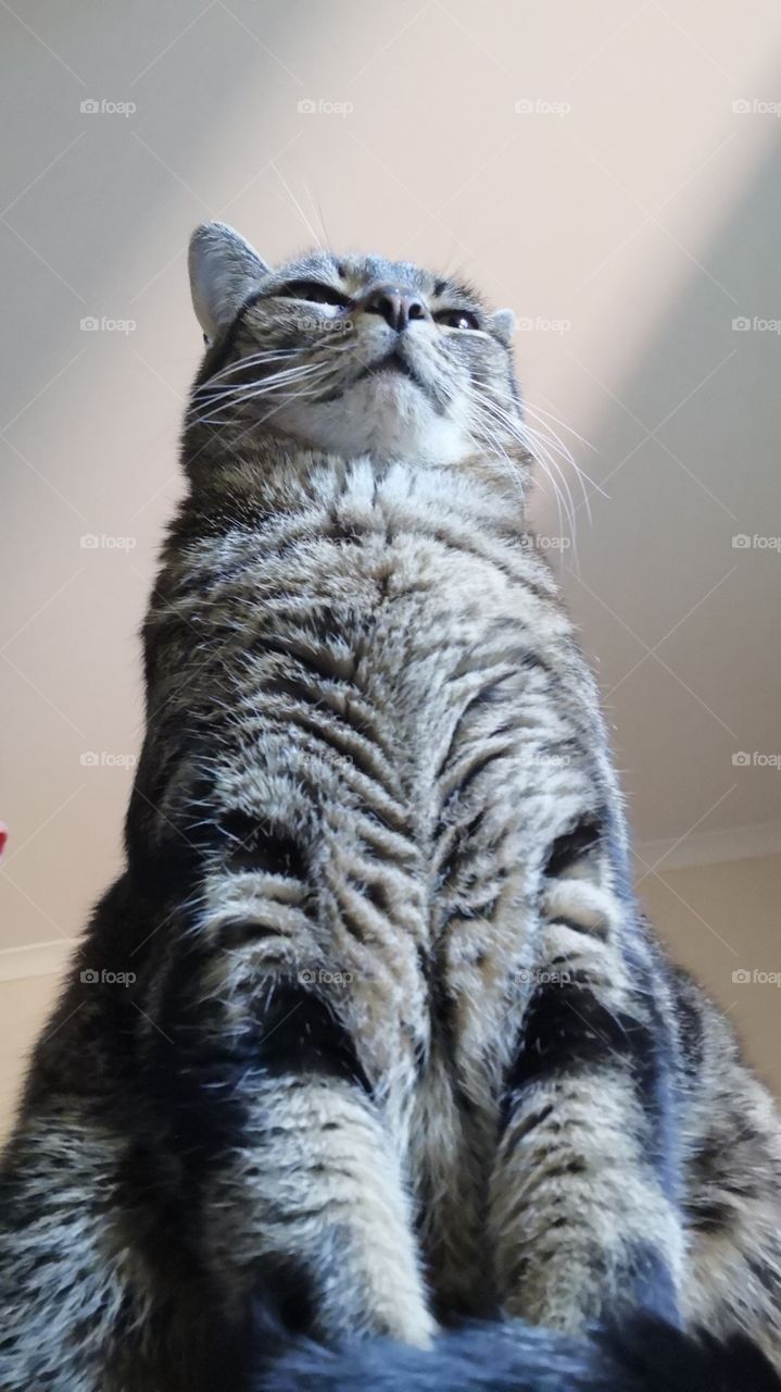 Majestic cat