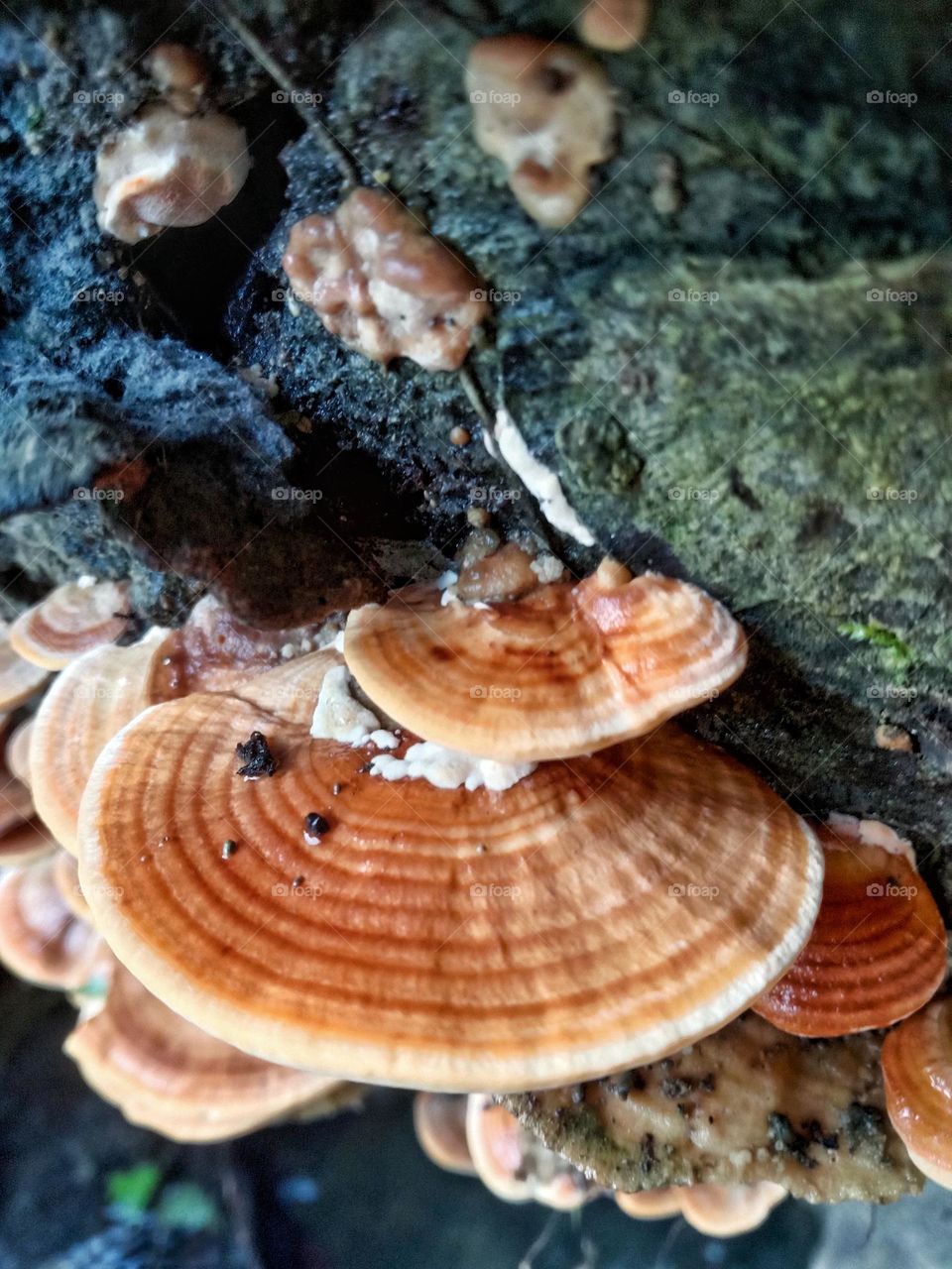 Ganoderma mushrooms have many benefits for body health.  Starting from increasing endurance to preventing cancer.