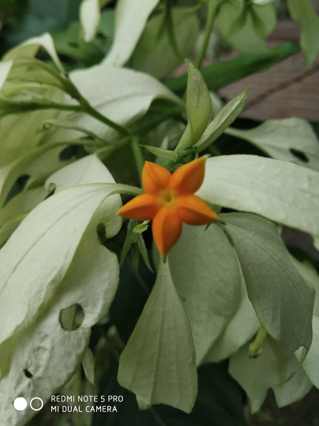 good nice flower