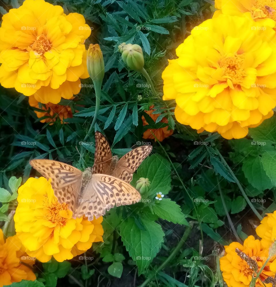 Butterflays