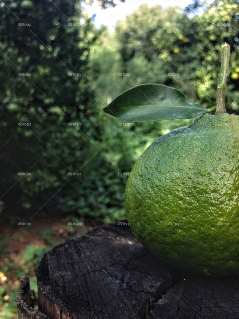 Tangerina na roça colocada num tronco da certa.